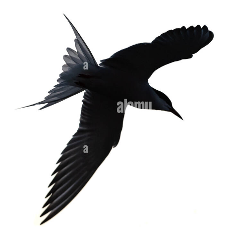 Tern-1.png